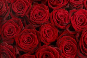 redrosesbundle