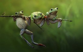 tree-frogs-on-a-branch